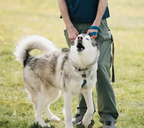 Husky dog howling while standing in front of a staff member